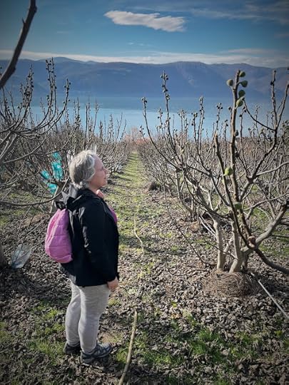 La plantatia de smochini din Svinita, Mehedinti