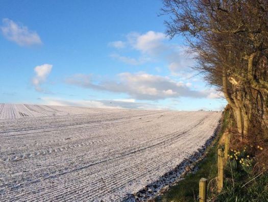 snow and sun and daffodils