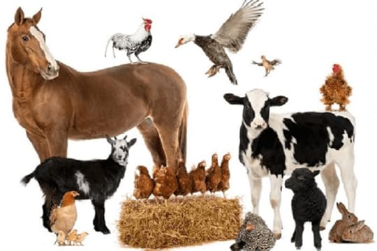Dog walking, dog walks, care, puppy training, pet care