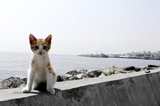 cat-istanbul 