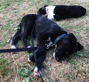 two puppies