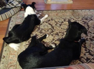 Two dogs