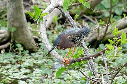 Green Heron, by David B. Coe