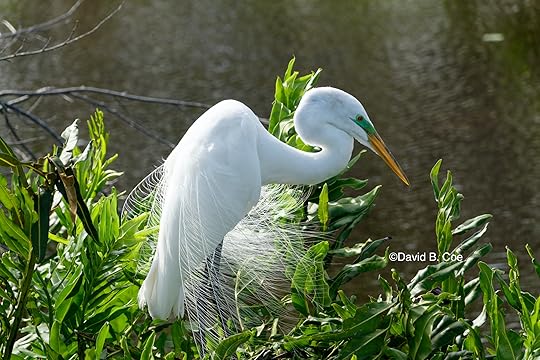 Great Egret, by David B. Coe