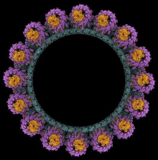 How bacteria swim — researchers discover new mechanisms