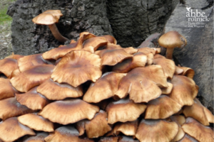 Mushroom Caps