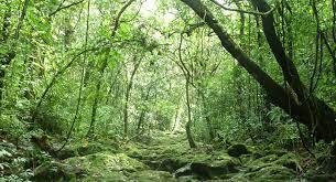 Forests