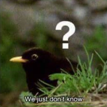 we just don't know bird