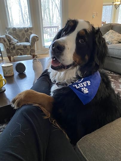 Bear, a Bernese Mountain Dog, with her paw on the author's leg