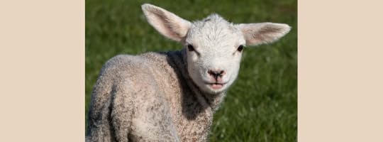 Lamb