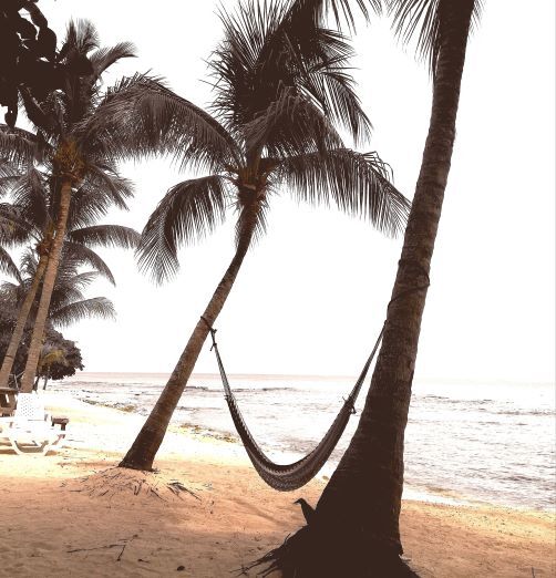 A hammock on coral beach utila honduras