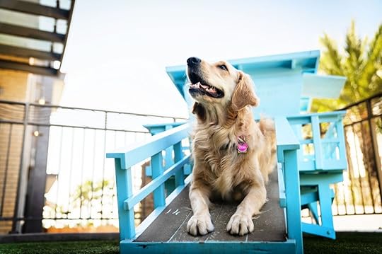 Golden retriever on walkway at Pesea hotel in the US 