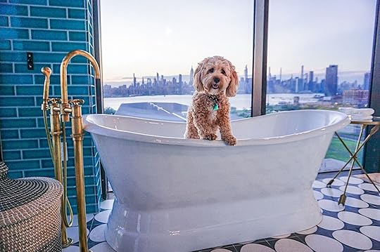 Cute dog in bathtub at The Willamsberg Hotel in New York