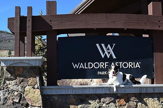 Dog sits in front of sign at The Waldorf Astoria one of the best pet friendly hotels in the US 