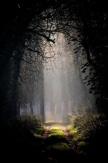 A photograph of a double-track path through a woods. Ahead are shafts of sunlight coming through the trees and creating a haze in the air. Taken by Gordon Adler in Briest, Germany