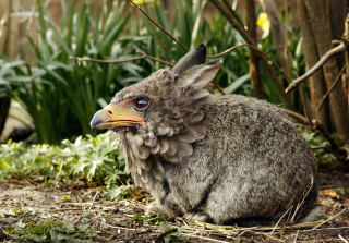 Rabbit