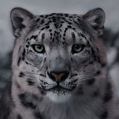 This contains an image of: 