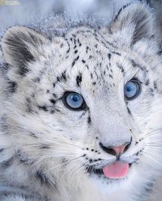 This contains an image of: 