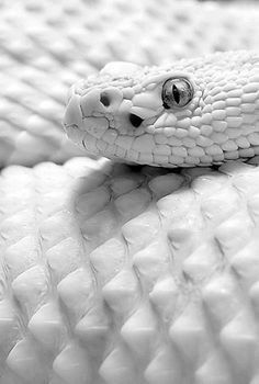 This contains an image of: Aesthetic | white