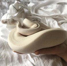 This contains an image of: Image about white in Michael 🐍 by Demetra Moran