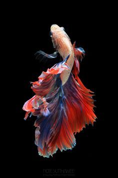 Mascot Double Tail