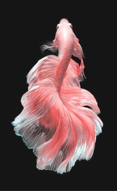 This contains an image of: exercice de style 2 — Betta fish