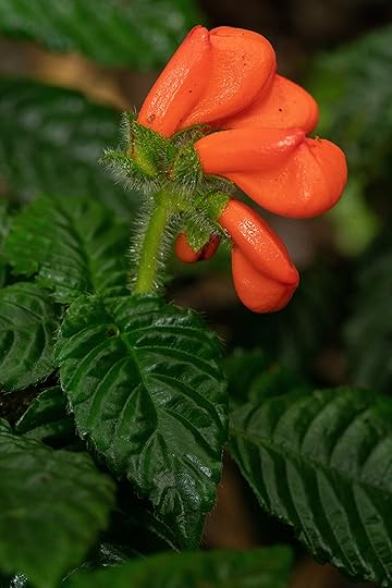 Lost South American wildflower named “extinctus” rediscovered (but still endangered)