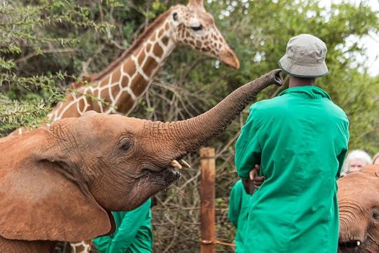 Person with an elephant and a giraffe. Do you know the names of animals in Swahili?