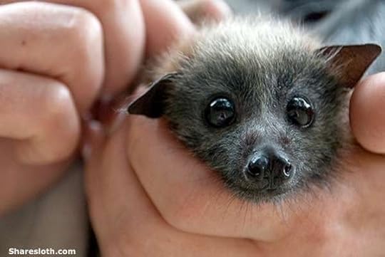 The Beauty of Bats at Pfeiffer Nature Center | Enchanted Mountains of Cattaraugus County, New York ... Naturally yours