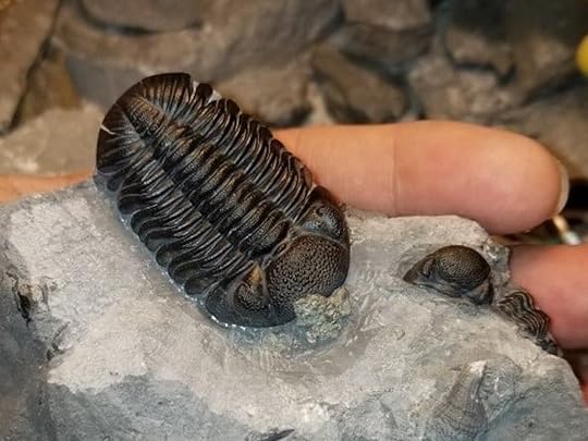 person holding a fossil found fossil hunting at Penn Dixie Fossil Park & Nature Reserve in New York