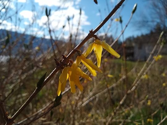 forsythia