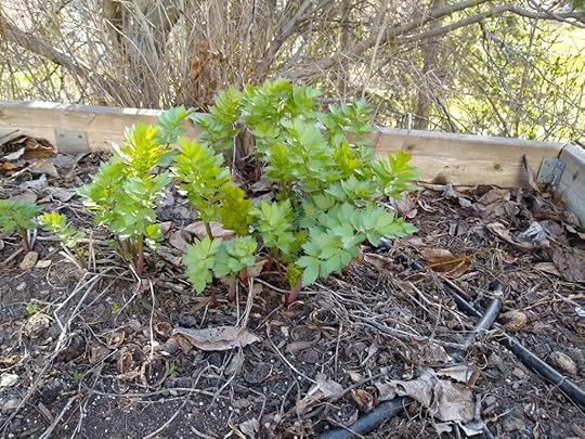 lovage