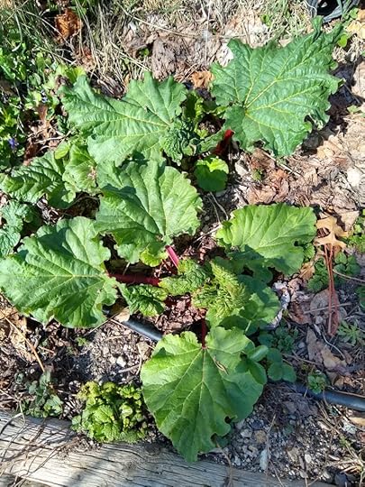 rhubarb