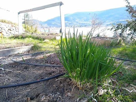 green onions