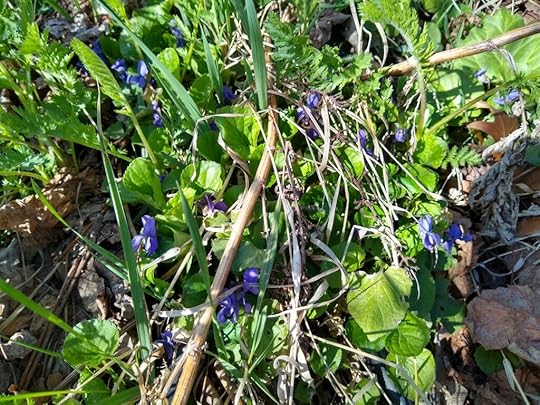 sweet violets