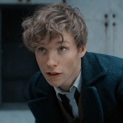 icon newt skamander | Newt scamander, Newt, Newt scamander aesthetic