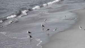 Birds at the edge of the surf in Santa Barbara