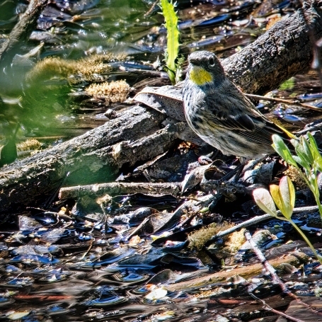 societial priorities