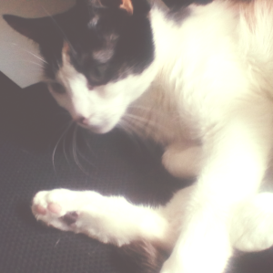 black white and orange calico cat looks up from her nap and stretches her feet. 