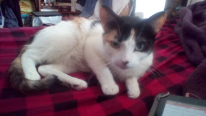 A black, white, and orange calico cat lays on a red and black buffalo plaid blanket, looking directly at the camera with a guilt-inducing expression