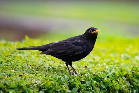 Thirteen Ways of Looking at a Blackbird