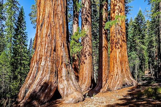 mariposa-grove-