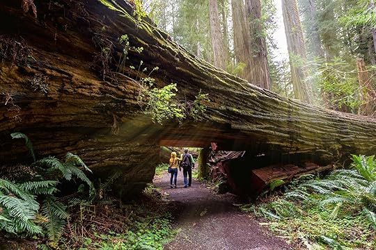 redwood-national-park-tallest-trees-in-california