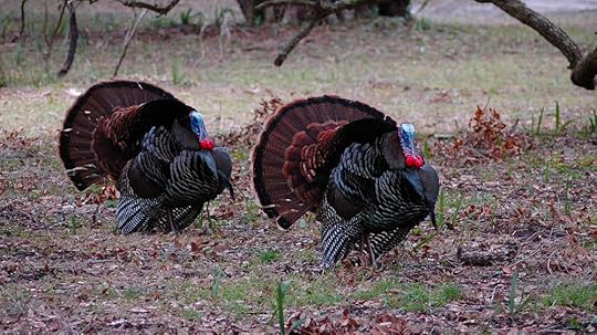 turkey hunting tactics, leaf scratching