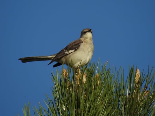 Mockingbird