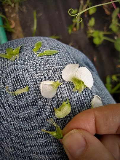 A picture of a dissected pea flower in a garden, with pea tendrils curling in the corner of the image.