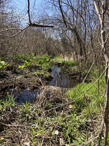 wetlands