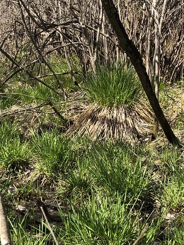 tussock sedge