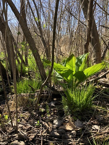 skunk cabbage