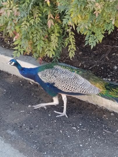 male peacock struttingtitle detachment